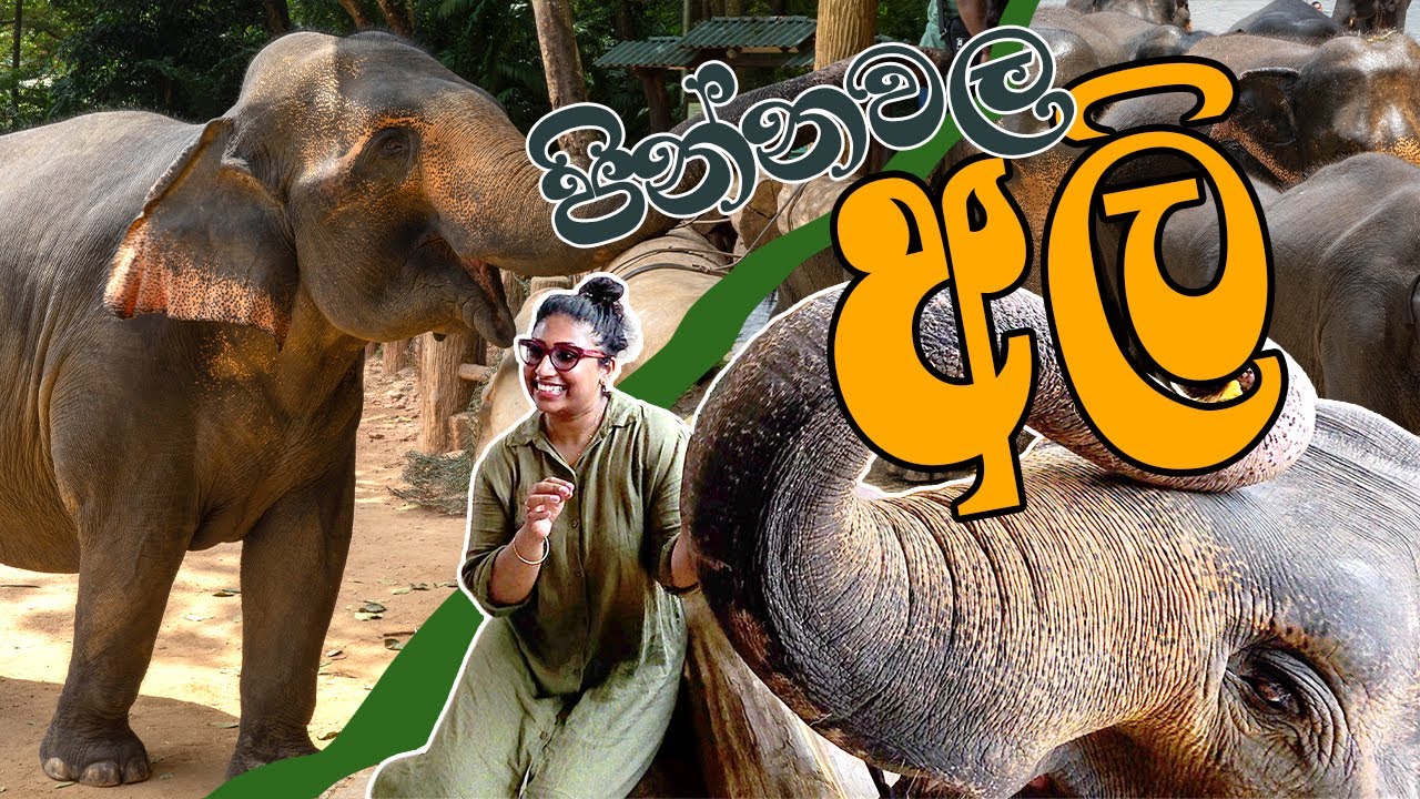 පින්නවල අලි බලන්න ගියා.. Pinnawala Elephant Orphanage - Sri Lanka