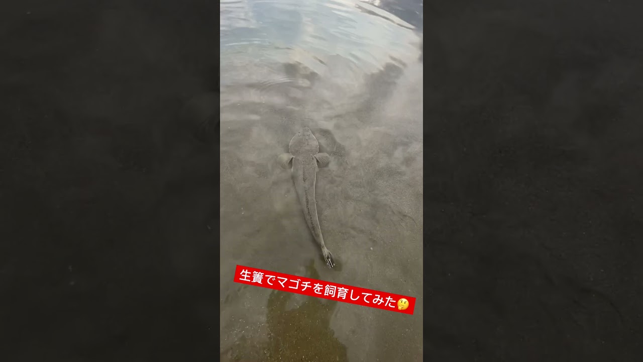 【生簀でマゴチを飼育してみた】 #fishing #フラットフィッシュ #県南サーフ #マゴチ #shorts #宮城釣り