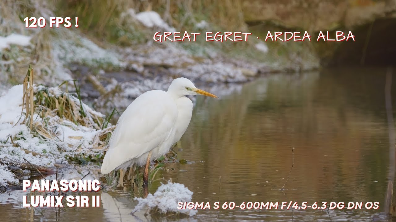 Great Egret-Ardea alba (czapla biała)