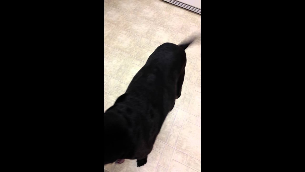 Osteosarcoma: Our dog Bloo before surgery