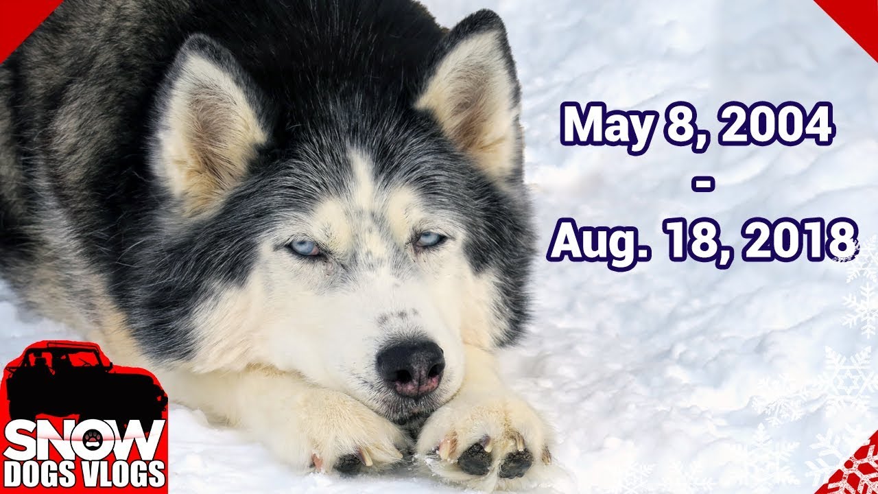 Run Free Oakley the Husky RIP We Will Miss You