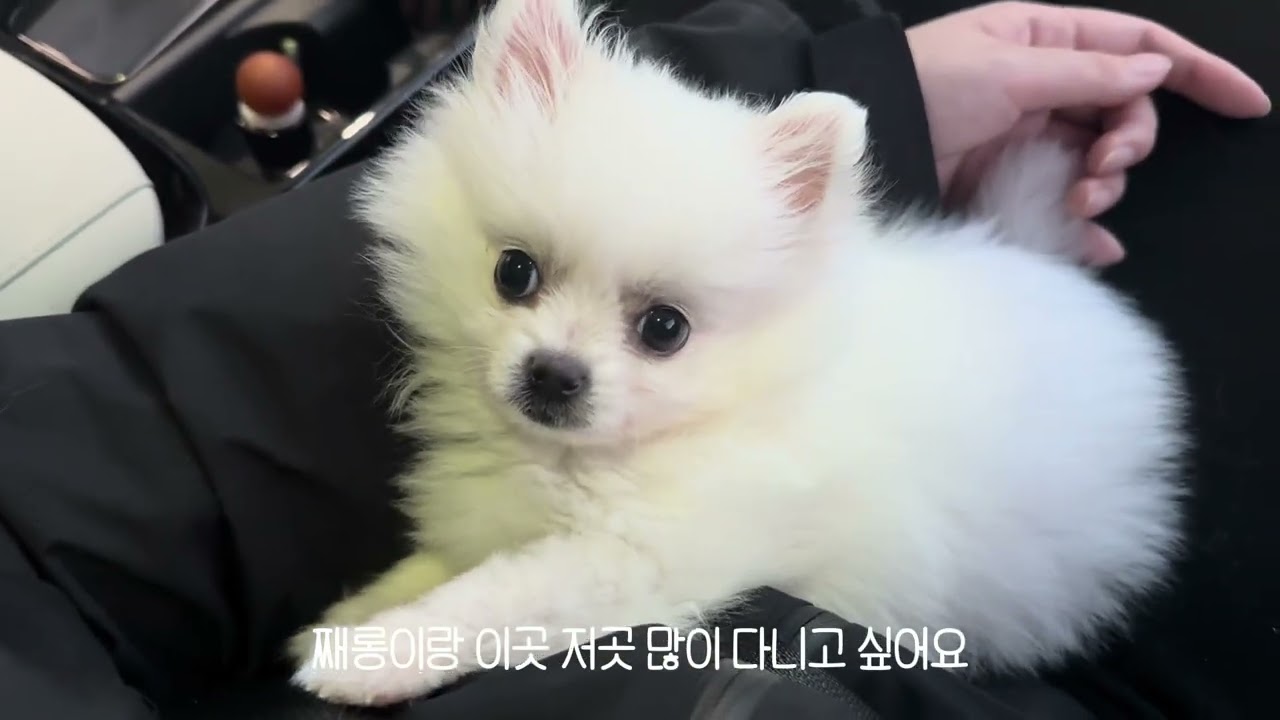소심한 아기 포메의 첫 나들이