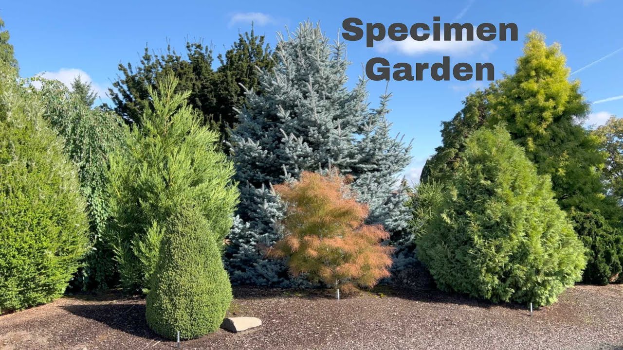 Specimen Conifer & Japanese Maple Garden Tour. Conifers should be the foundation of your gardens.