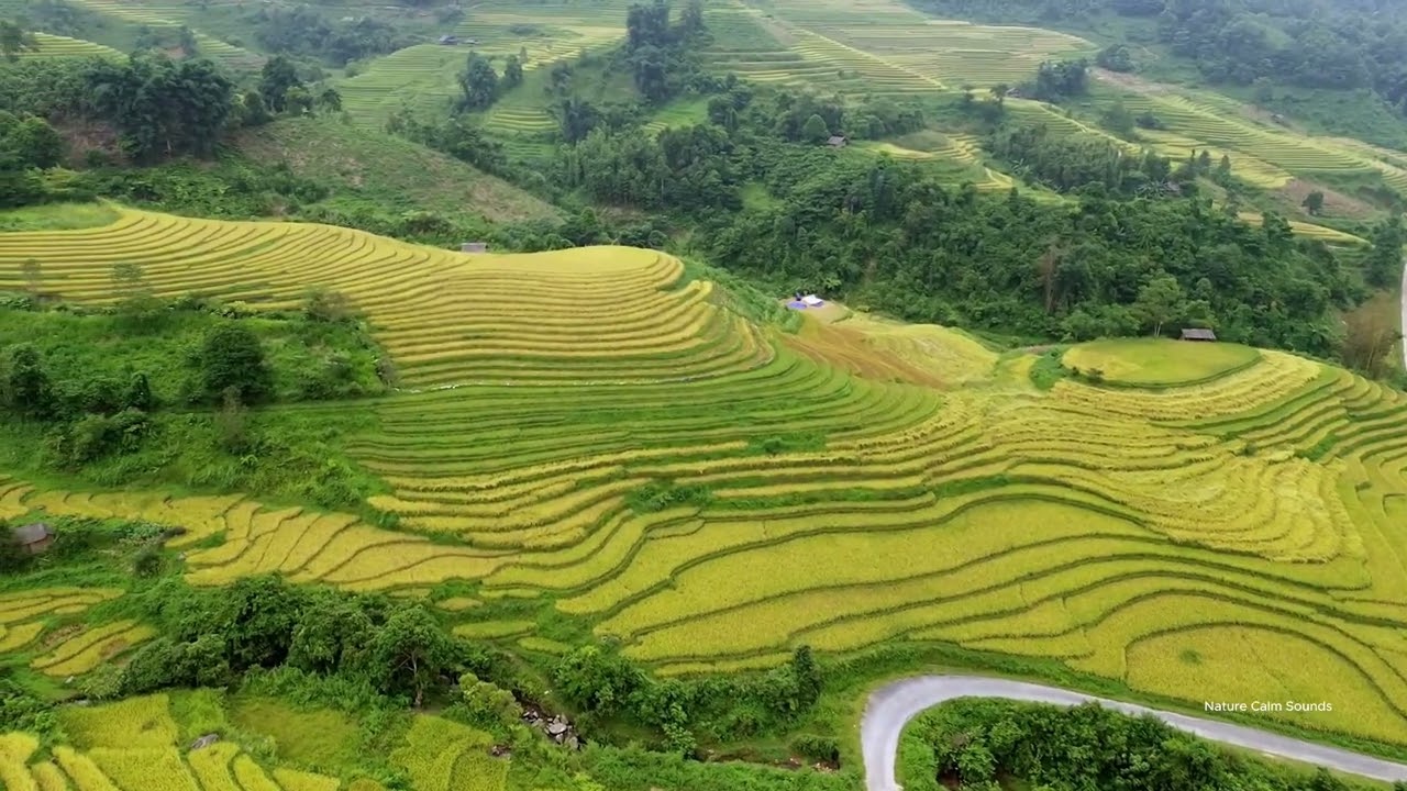 Relaxing Piano Music - Terraced Rice Fields in the Clouds | Peaceful Mountain Scenery