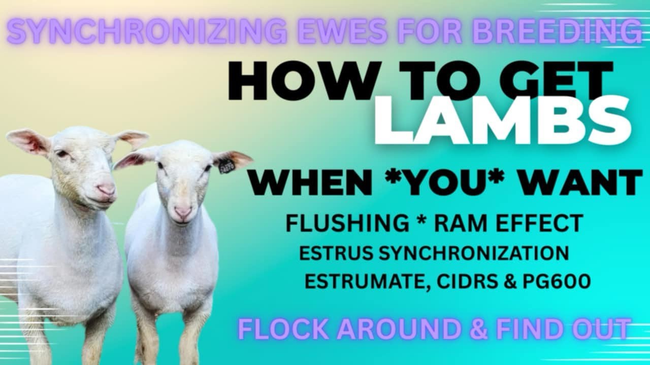 Sheep estrus synchronization