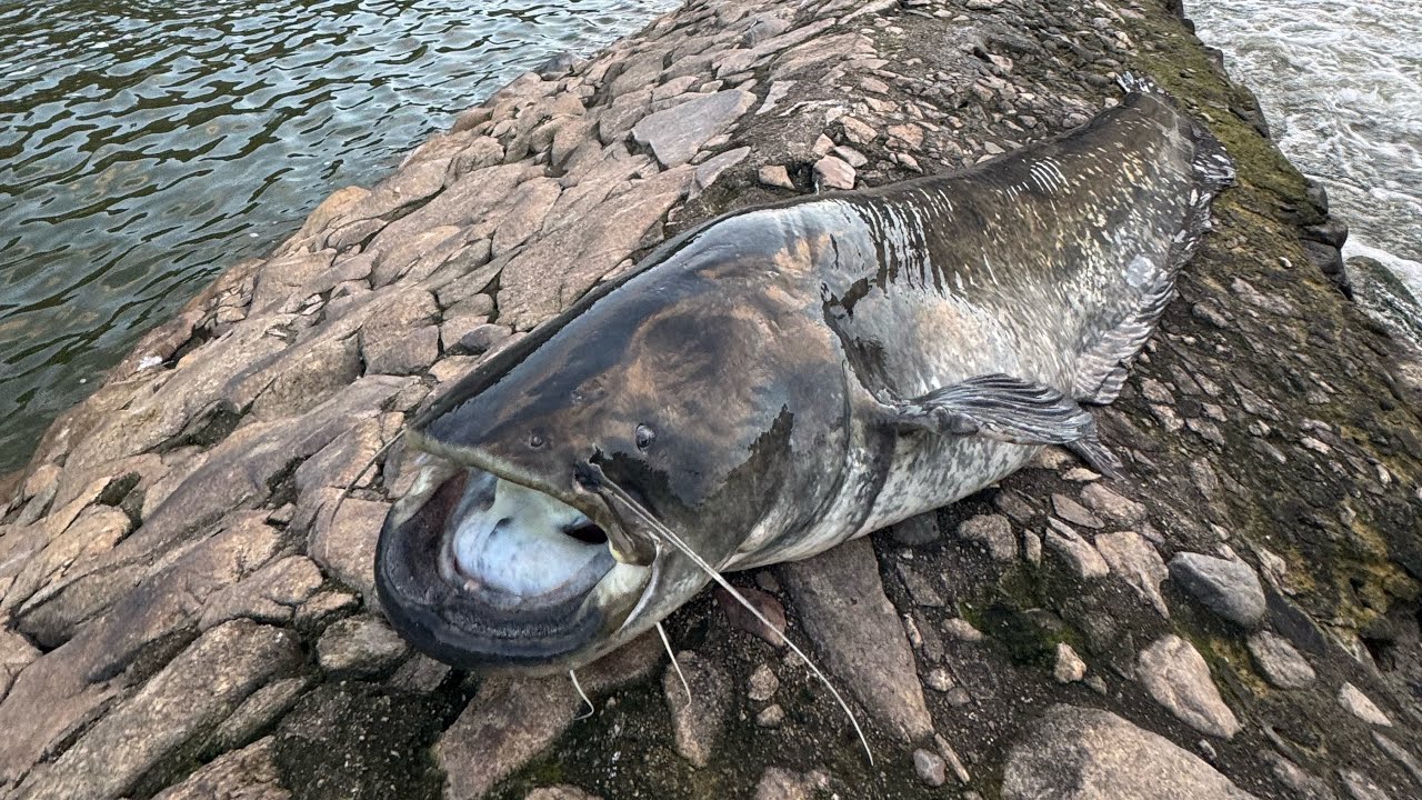 Siluros en invierno 2024. Que buena pesca el ultimo dia del año!😎🦾🎣🐋