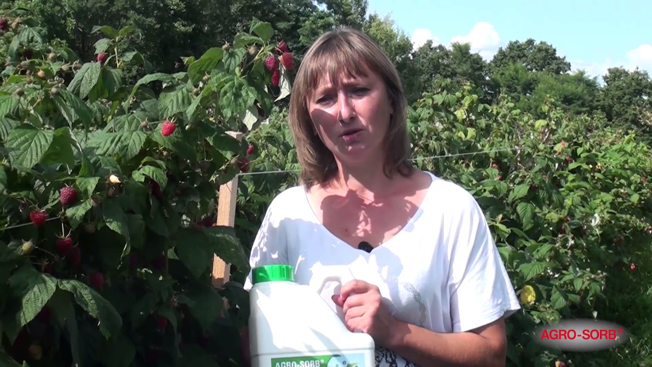 Malina- BioStymulatory AgroSorb Folium Radiculum - www.PolskieAminokwasy.pl