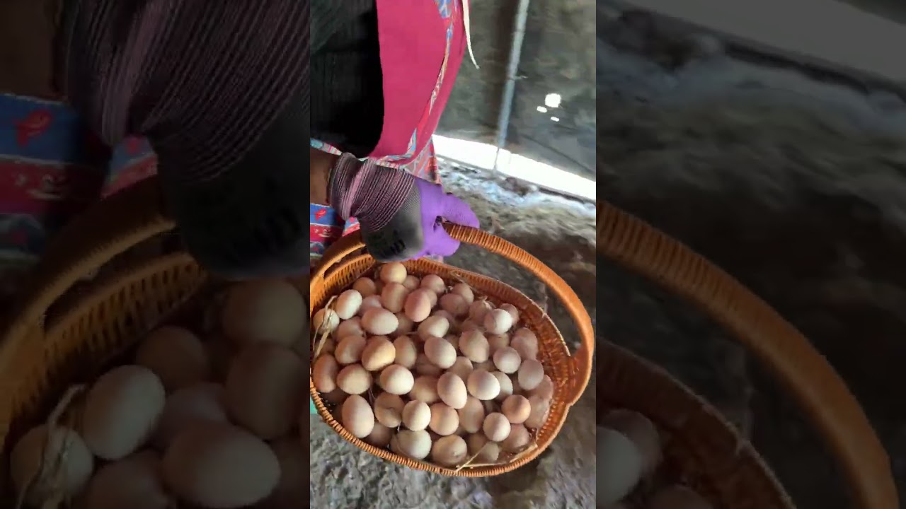 Welcome to my Happy Farm#The joy of picking up eggs#The daily routine of picking up eggs#F