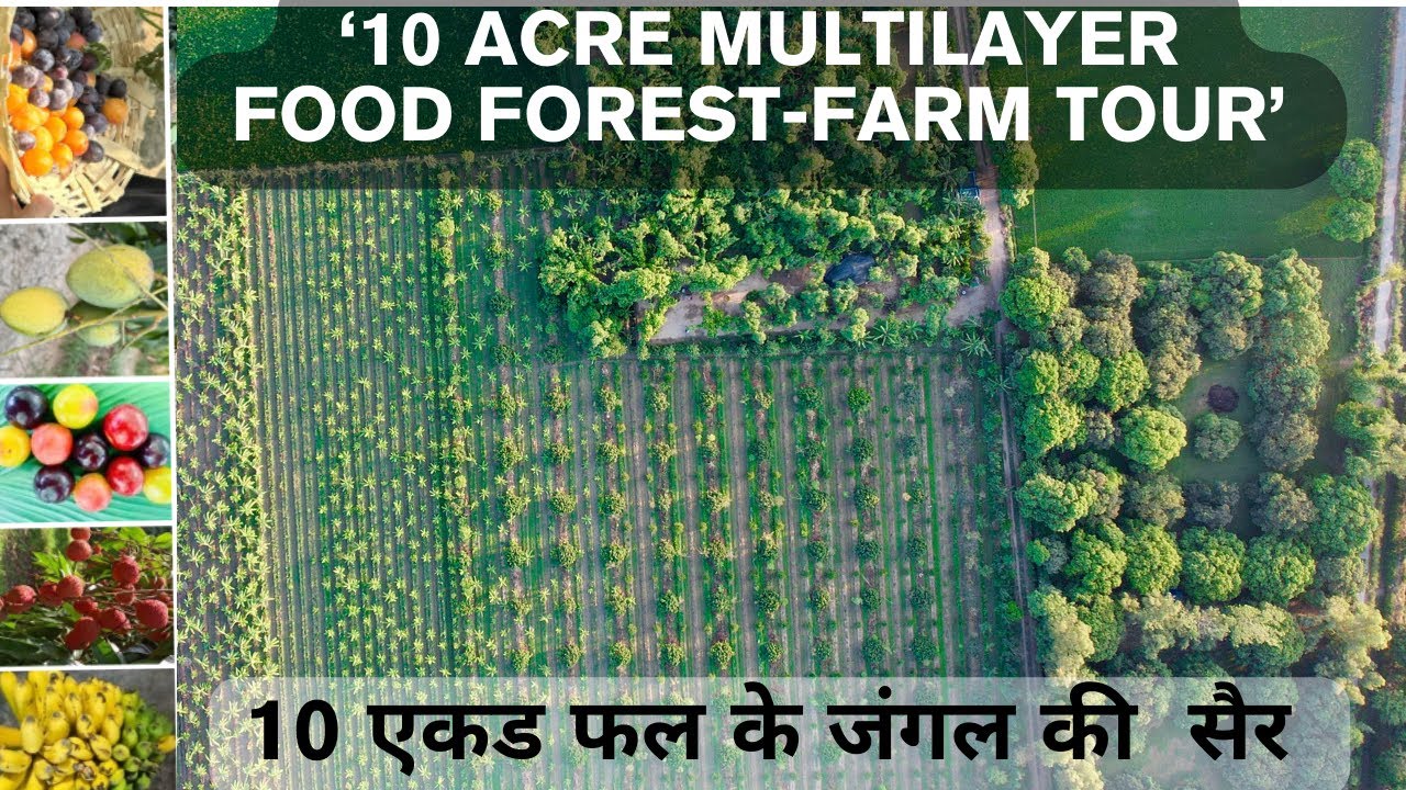 10 ACRE Multilayer Sustainable Food Forest Tour | फलो के जंगल की सैर  | Bhoomi Natural | Abhay Rod