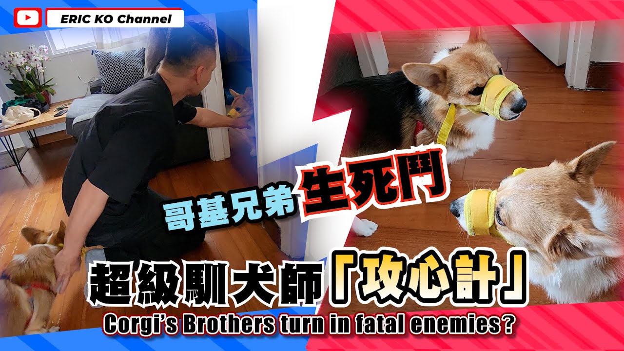 哥基兄弟生死鬥🔥超級馴犬師攻心計🫵🏻Corgi's Bother Turn in Fatal Enemies?