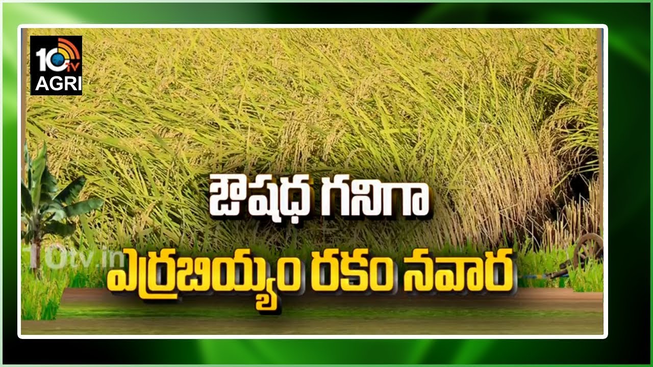 ఔషధ గనిగా ఎర్రబియ్యం- నవార బియ్యం | Red Rice Benefits | Matti Manishi | 10TVAgriculture