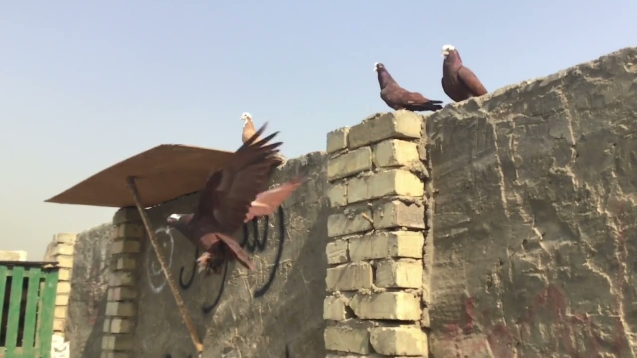 جبت وجبة حمر تفليش 💥💥✌️او طيرت الحمر