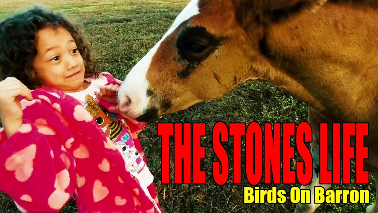 The Stones Life - Birds On The Barron