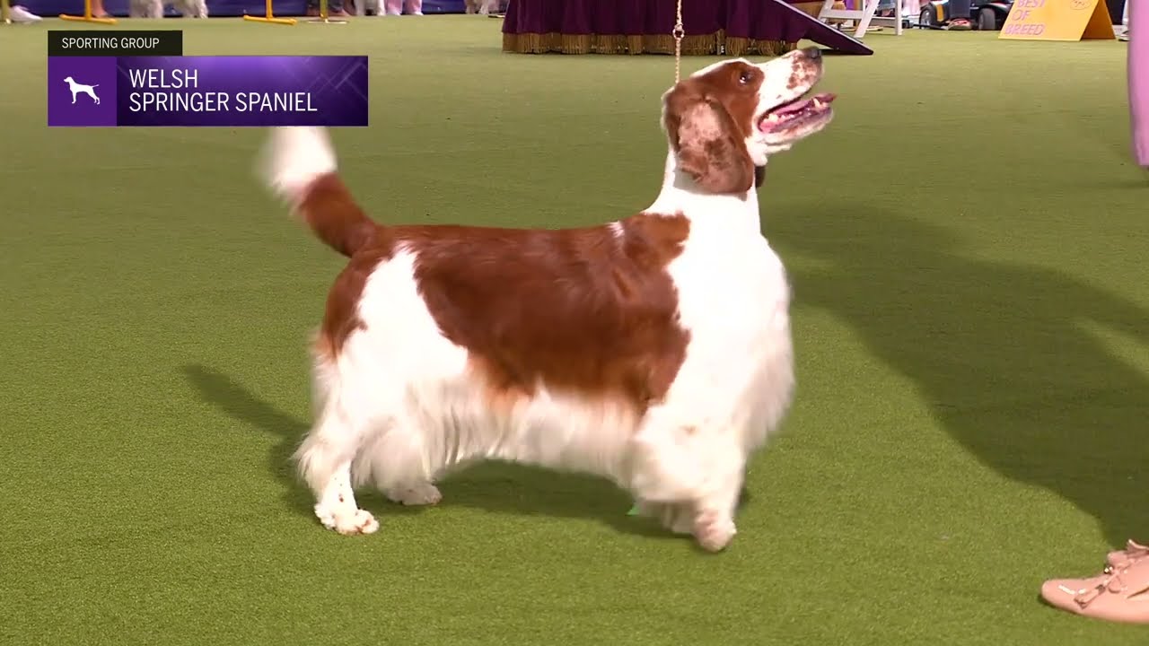 Spaniels (Welsh Springer) | Breed Judging 2024