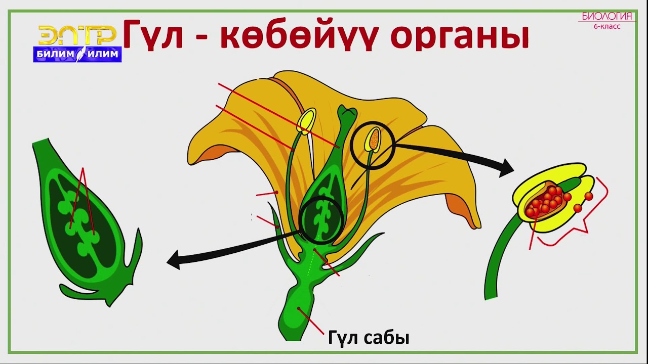 6-класс | Биология  | Өсүмдүктөрдүн көбөйүшү. Гүл-көбөйүү органы. Чаңдашуу жана анын түрлөрү