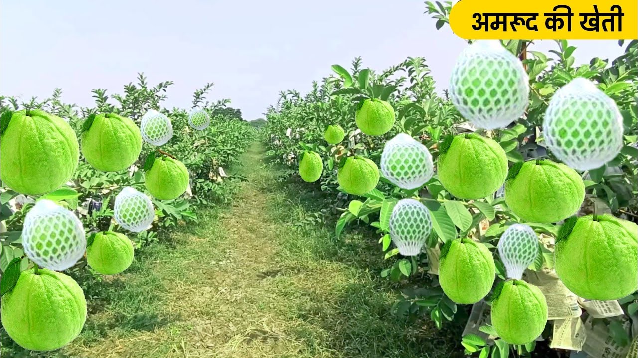अमरूद की खेती | Amrud ki kheti | Guava farming | Thai guava farming
