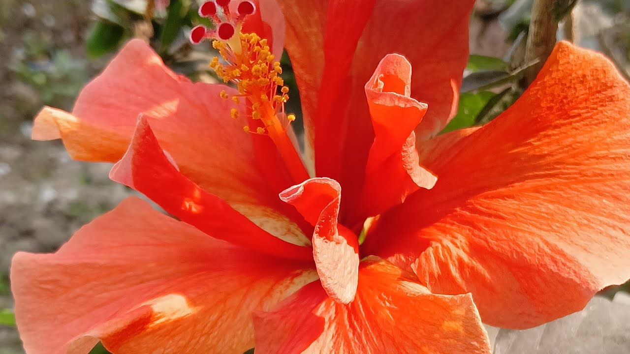 শুভ রাত্রি বন্ধুরা ❤️❤️❤️