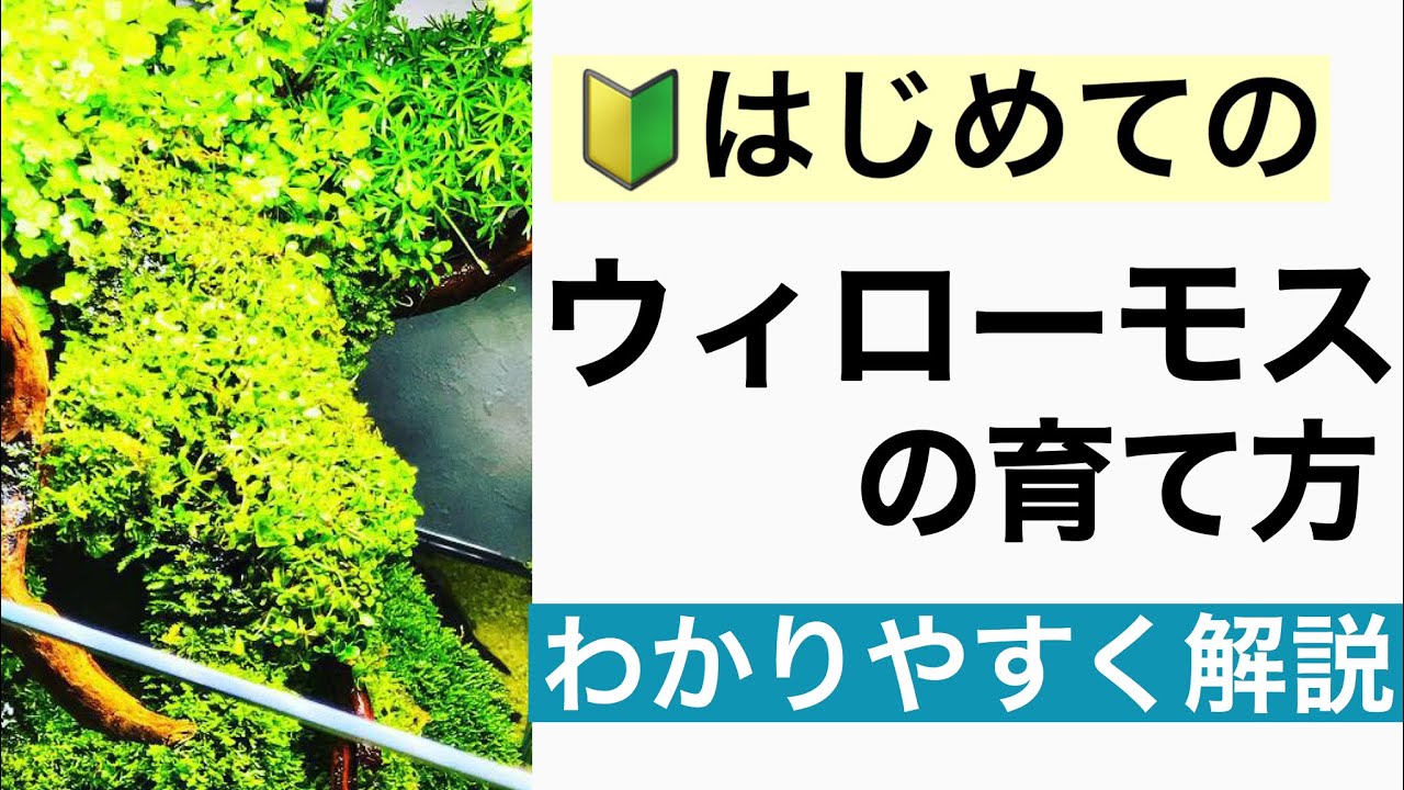 【ウィローモス特集!】熱帯魚やメダカ、エビが好む水草ウィローモスとは!?