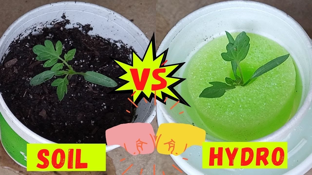 EXPERIMENT : 25 Days Tomato Plant Growth Comparison SOIL VS HYDROPONIC | Hydroponics For Beginners
