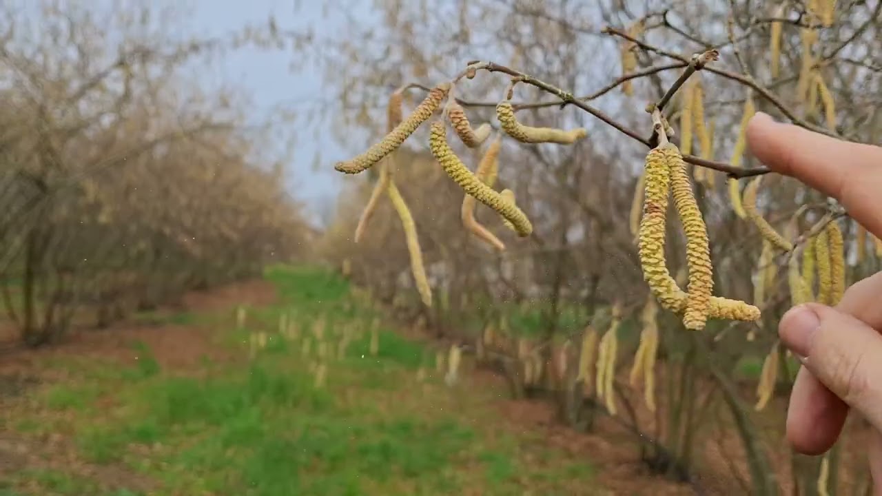 Bordo bulamacının fındıkta etkileri #fındık #farming #agriculture #keşfet
