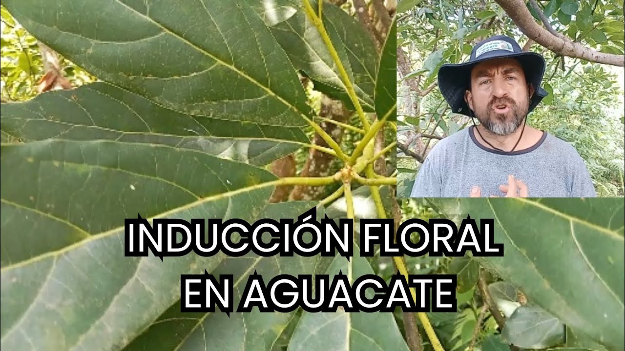 Inducción floral en aguacate 