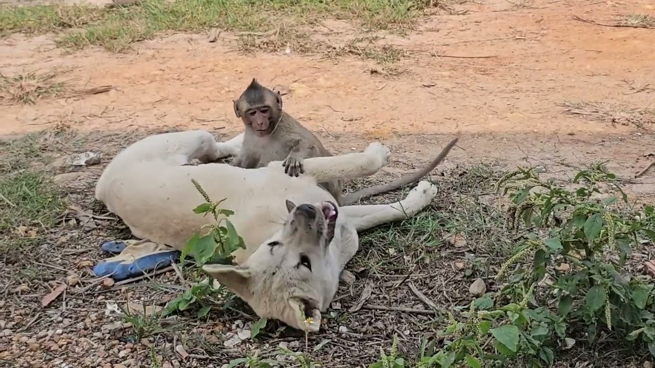 Nahu and Kiki are two best friends who play together