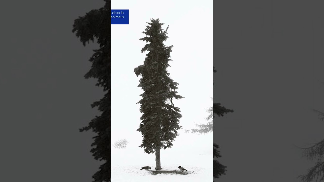 Plein Nord 2021 - Pentti Sammallahti