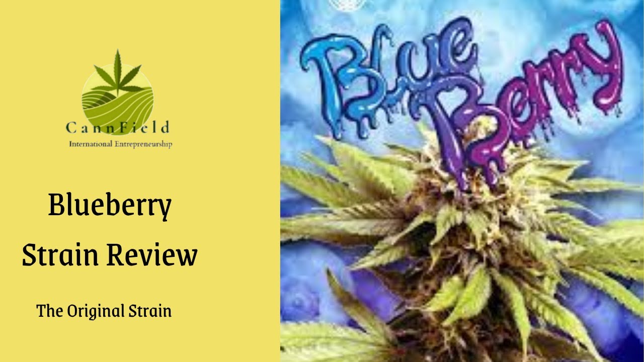 CannField Blueberry Strain Full Review (Worth Your Money?)