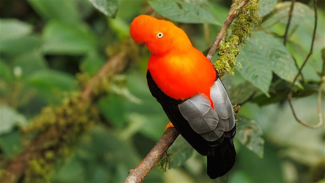 Birding in Peru part 4: Lower Manu Road