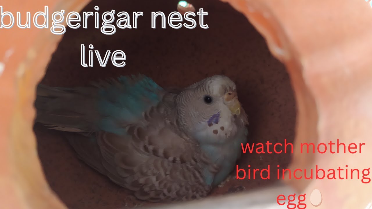 Budgerigar Mother Incubating Eggs 🥚 | Live Nesting Moment