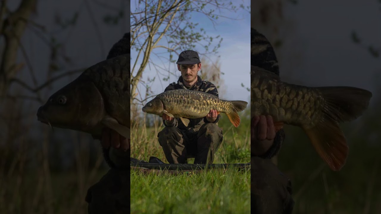 Beautiful scales on this one from my local. 