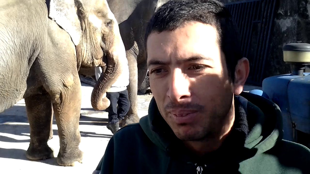 Elefante peidando kkkk