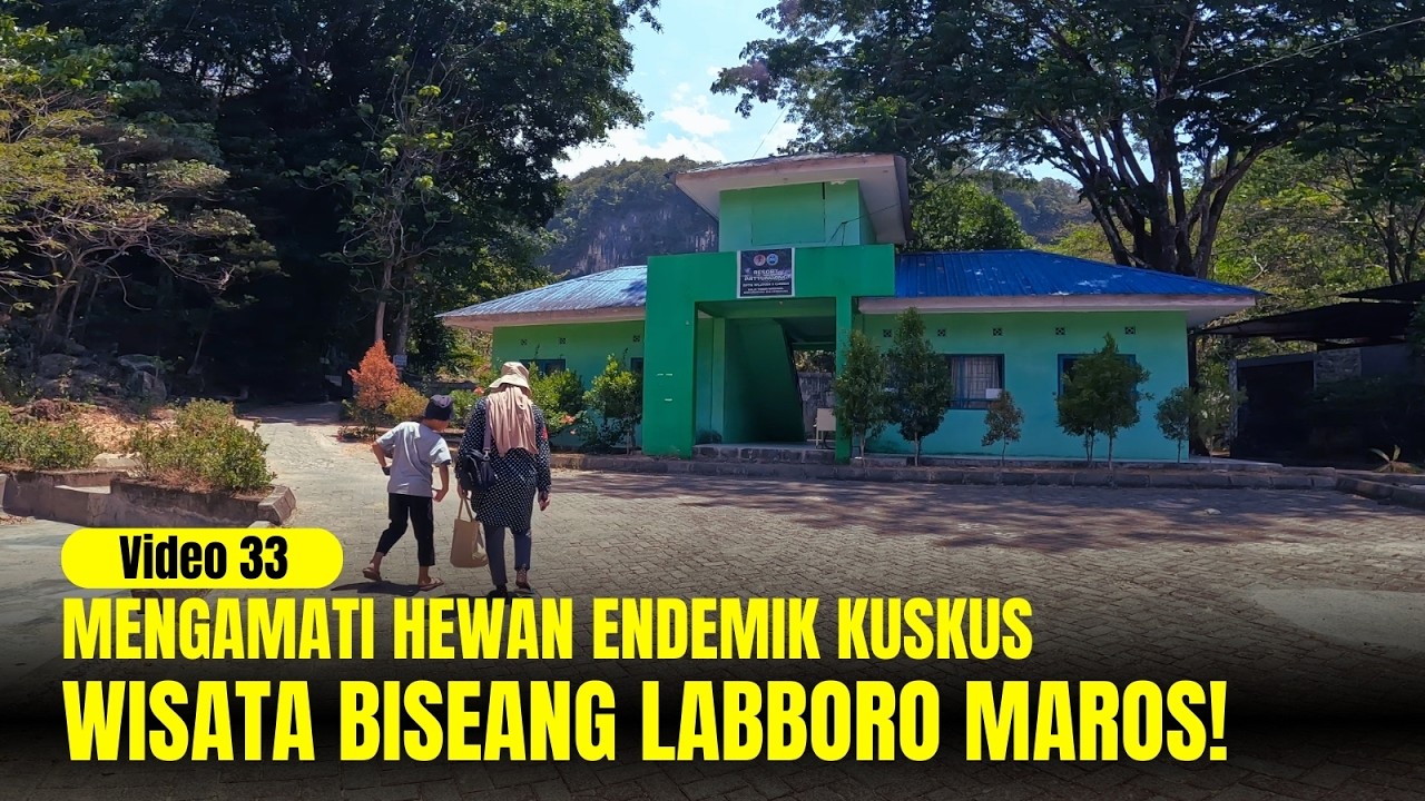 Mengamati Kuskus Endemik di Taman Wisata Biseang Labboro Maros 🐾🌿