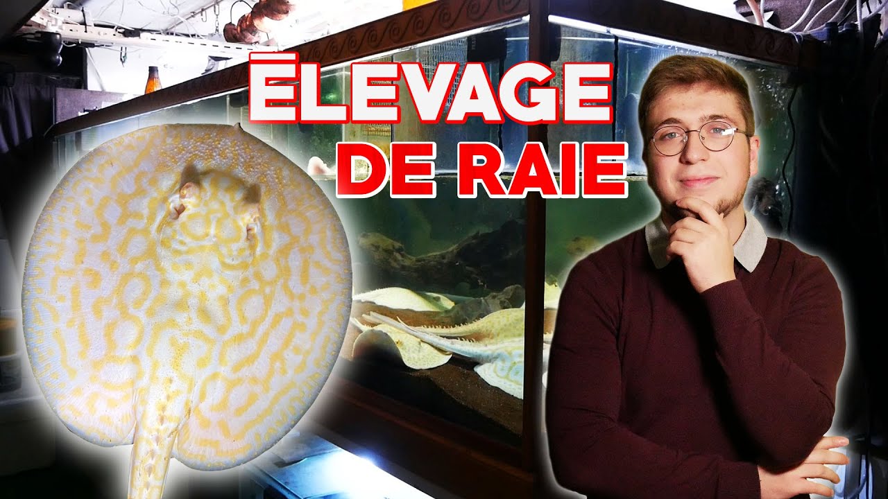 Découverte des raies d'eau douce, immersion dans un élevage (un truc de fou)