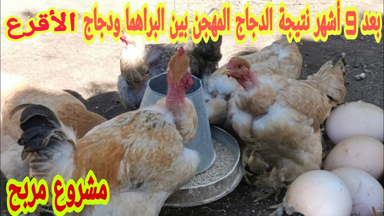 #مشروع_مربح بعد تسعة أشهر هذه هي نتيجة تهجين دجاج البراهما والدجاج الاقرع نتيجة غير متوقعة