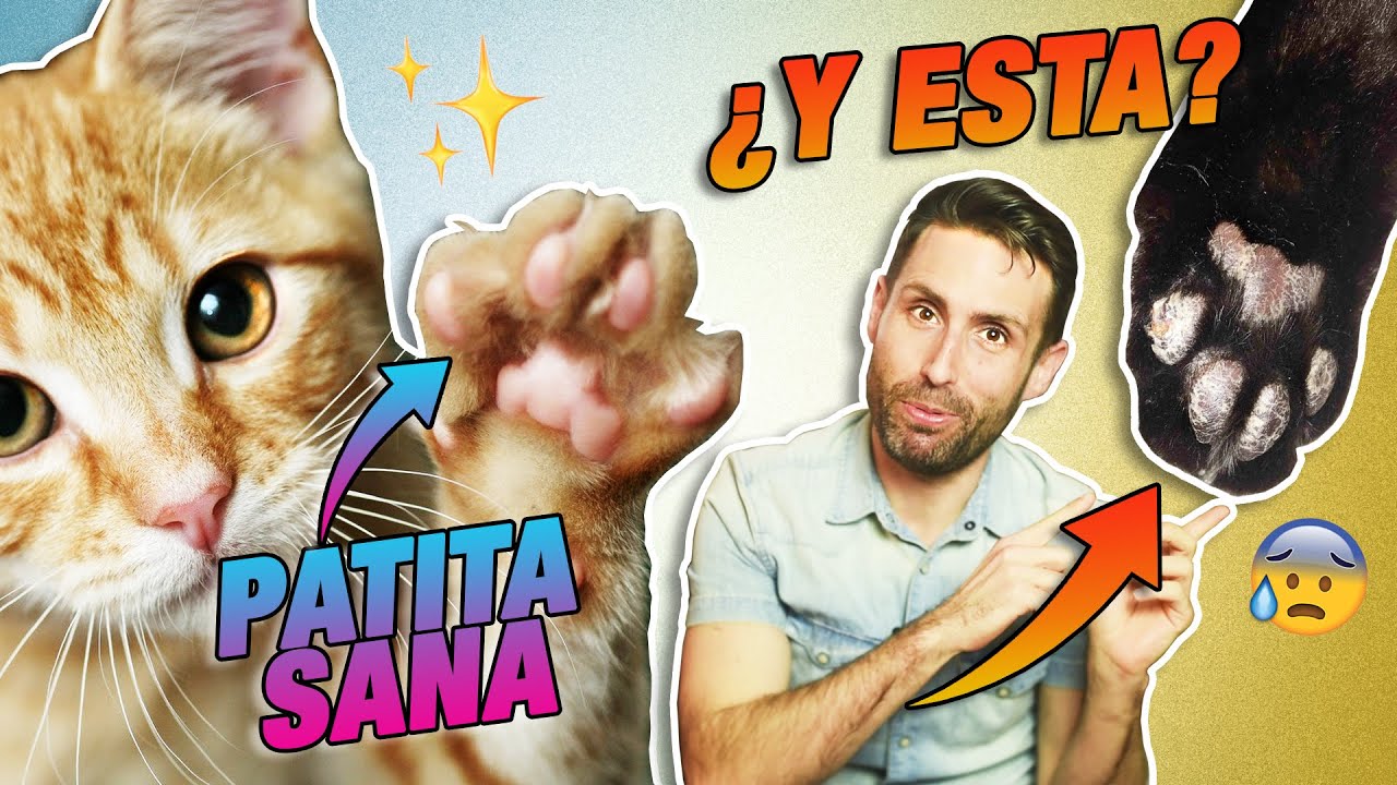CUIDADOS para unas PATAS y ALMOHADILLAS SANAS de GATOS 🐾😸 | ¿Tu gato se lame mucho sus patas?
