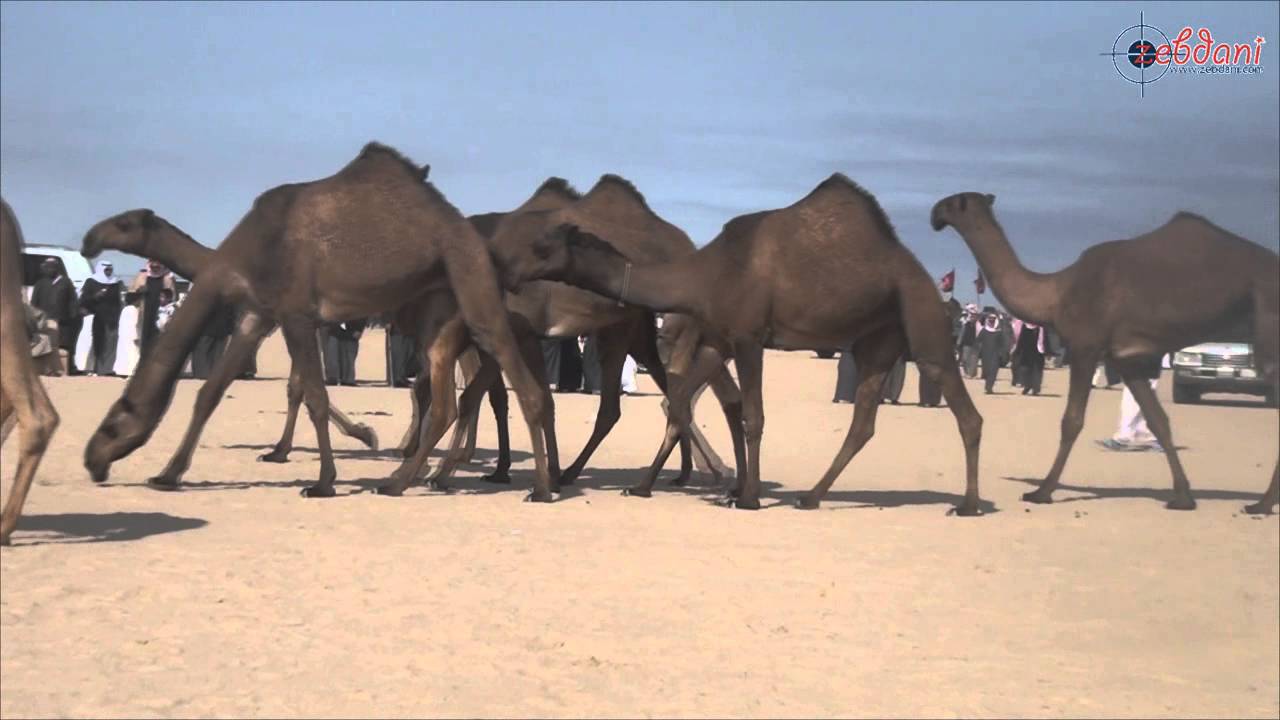 مزاين قبيلة العجمان 2015 