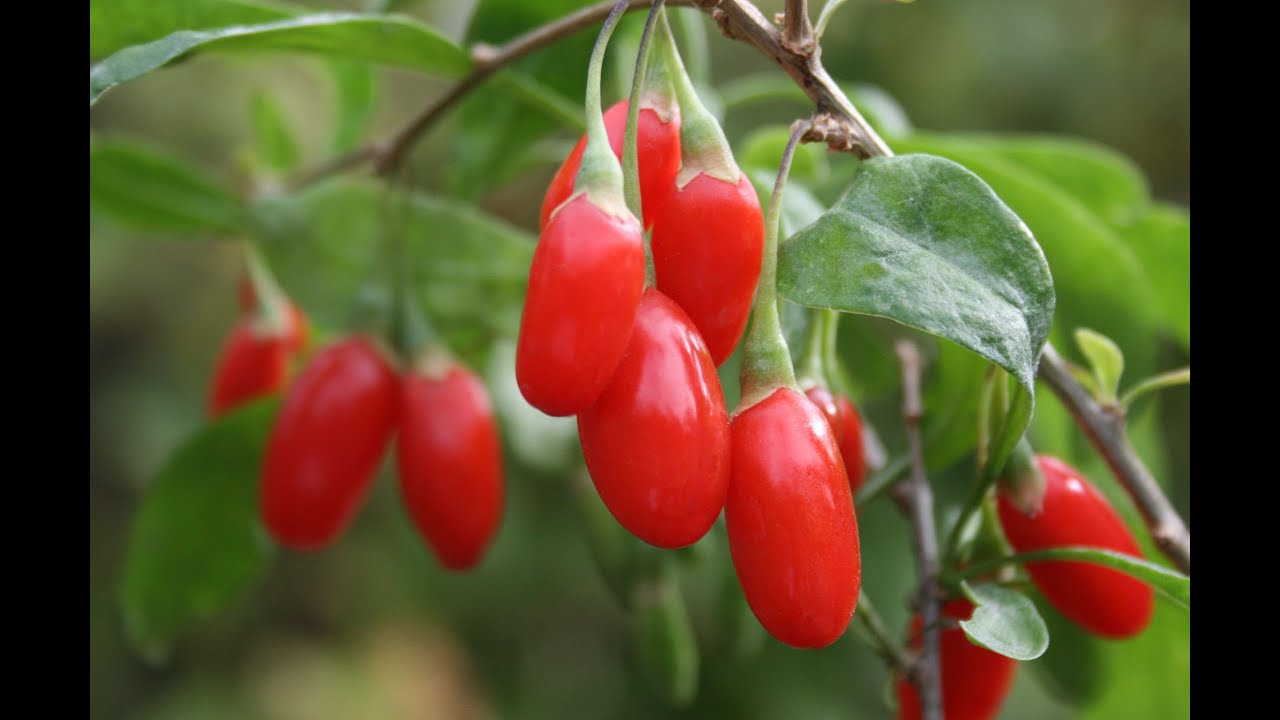 How to Grow Goji Berries - Complete Growing Guide