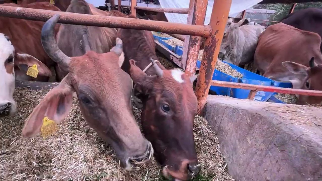 Day 40 | Gau Shala Visit 🐄 | गौ माता की संध्या आरती | 90 Days Gau Seva Challenge | 25 Dec 2025