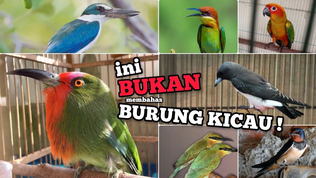 5 Jenis Burung yang Sering Dijadikan Free Fly