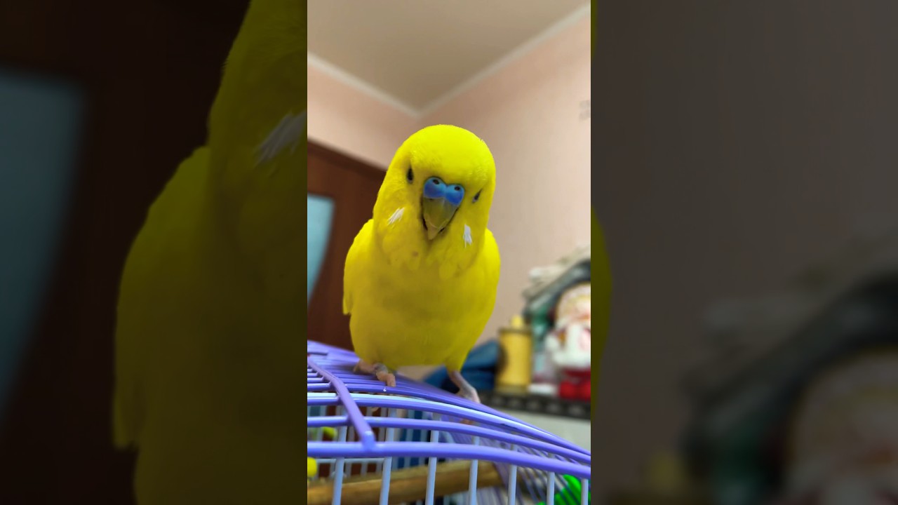 Как чирикает волнистый попугай 🦜How a budgie chirps #birds #parakeet #parrot #cute