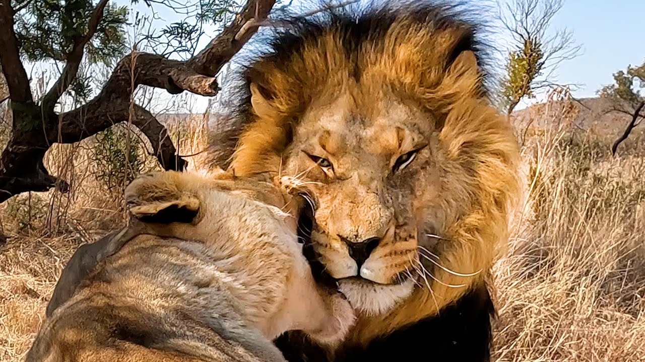 The Real LION KING and his Naughty QUEEN | The Lion Whisperer