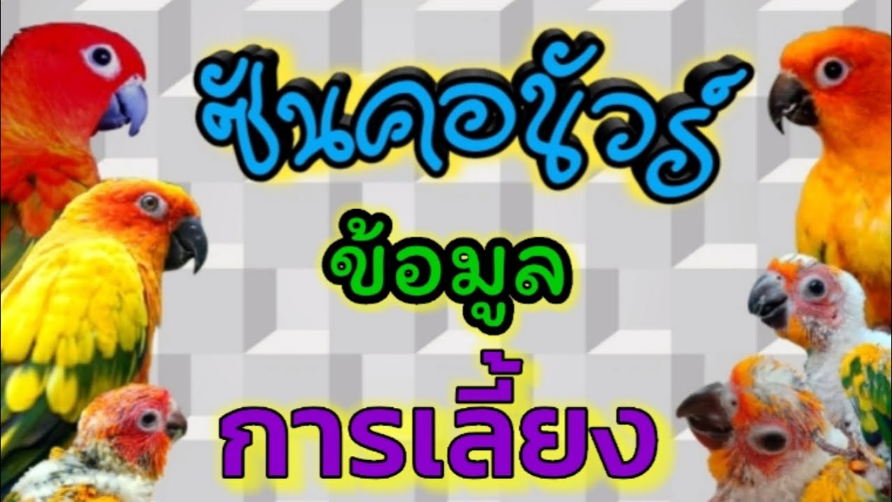 รู้ก่อนเลี้ยง!! #ซันคอนัวร์ #เลี้ยงนกลูกป้อน #ตรวจเช็คเพศนก #อาหารนก #นกลูกป้อน