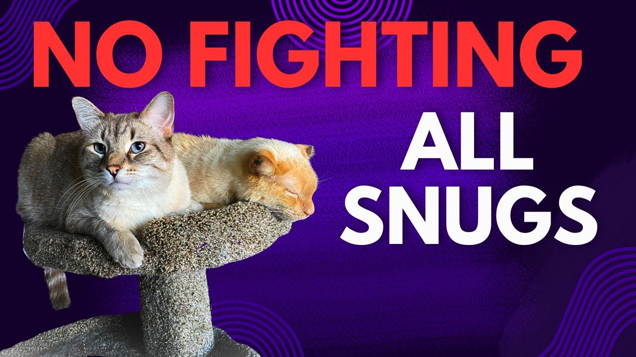 6 Tips For Preventing Tension Between Cats