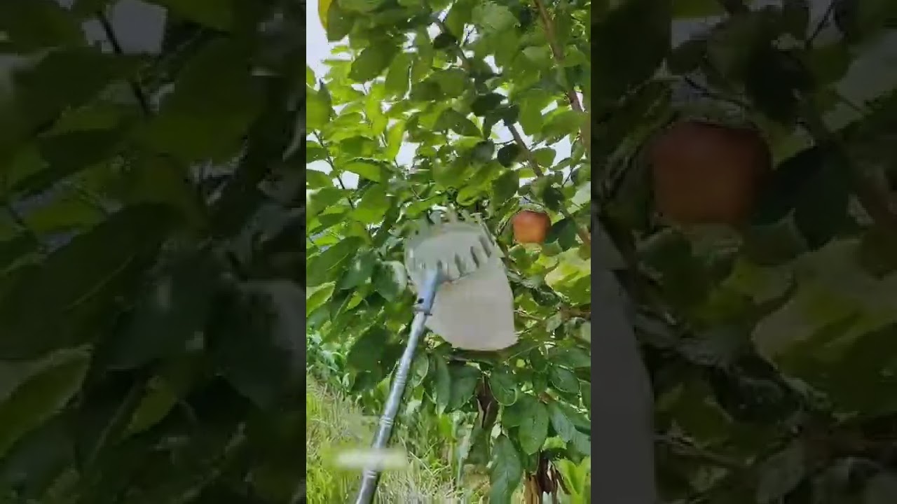 Super  Fruit Picking Tool  Adjustable   #satisfying #short