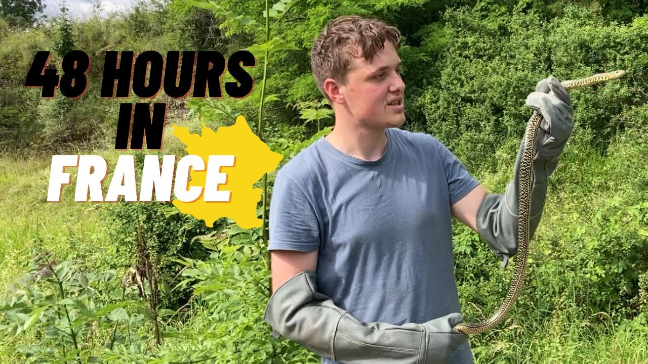 Herping 48 hours in France (The amount of reptiles is crazy!)
