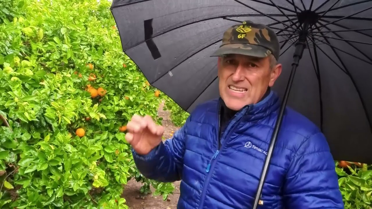 Abonado en cítricos en marzo, lluvias torrenciales que nos impide la fertiirrigación