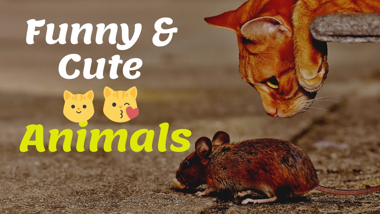 FUNtertainment - Funny & Cute 🐶 Animals Compilation  😻  #1