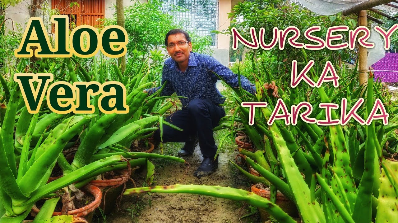 Nursery Tarike se Aloe Vera Grow Karke Safalata Paye