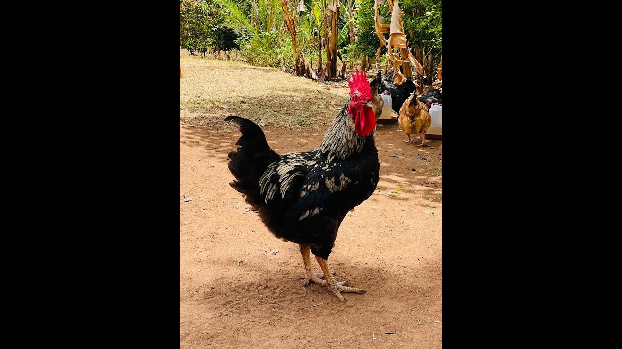 “Kwa Nini SASSO ni Chaguo Bora Kwa Wafugaji? Fahamu Siri za Kuku Huyu Hodari!